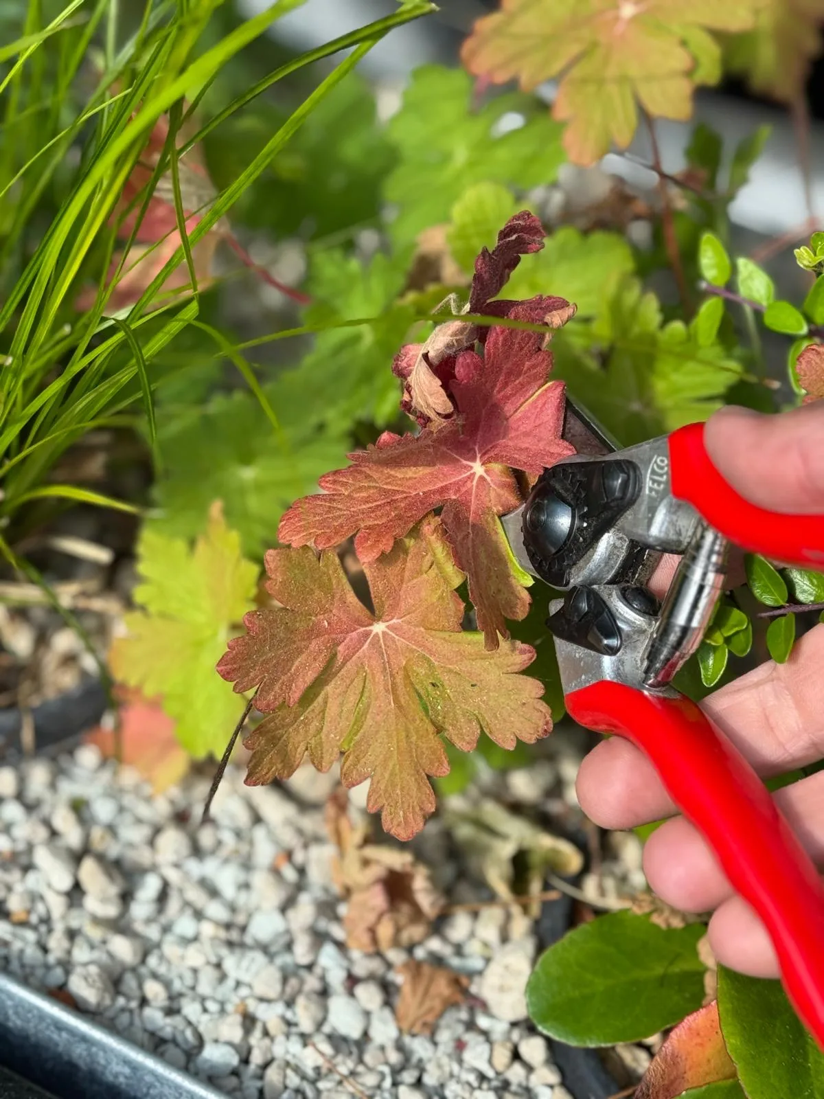 Vorschaubild für Gartenpflege